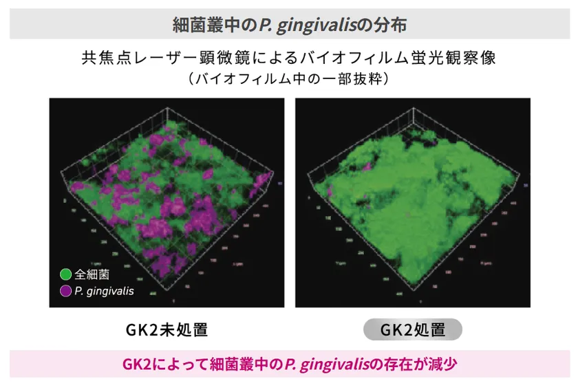 GK2処理・未処理での細菌叢中のP.gingivalisの分布