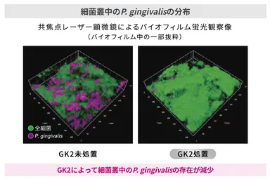 GK2処理・未処理での細菌叢中のP.gingivalisの分布