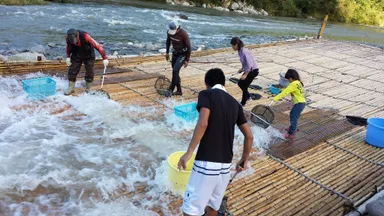 ヤナ場で鮎を獲る様子