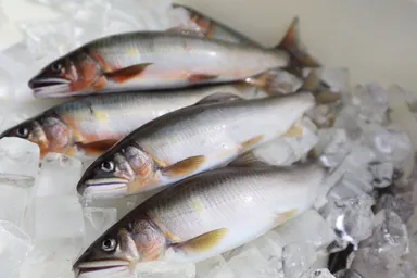 天然鮎獲れたて