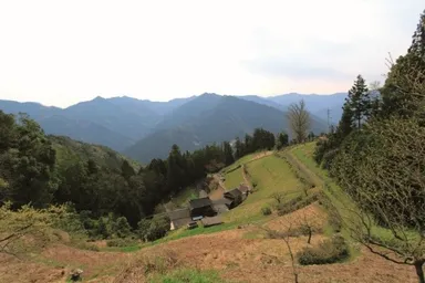 ぜんまいが採れる徳島の山間