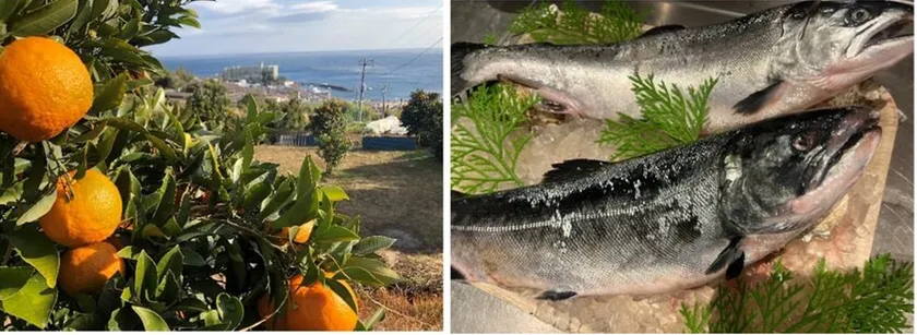 熱海だいだいサクラマスとは