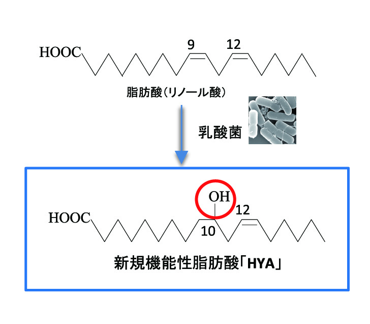 機能性脂肪酸 Hya が腸管の炎症を抑える効果を持つことを発表 潰瘍性大腸炎 クローン病などの難病治療の可能性を示唆 日東薬品工業株式会社のプレスリリース