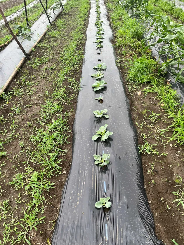 植物、バイオマス由来の生分解樹脂製農業用マルチフィルム2