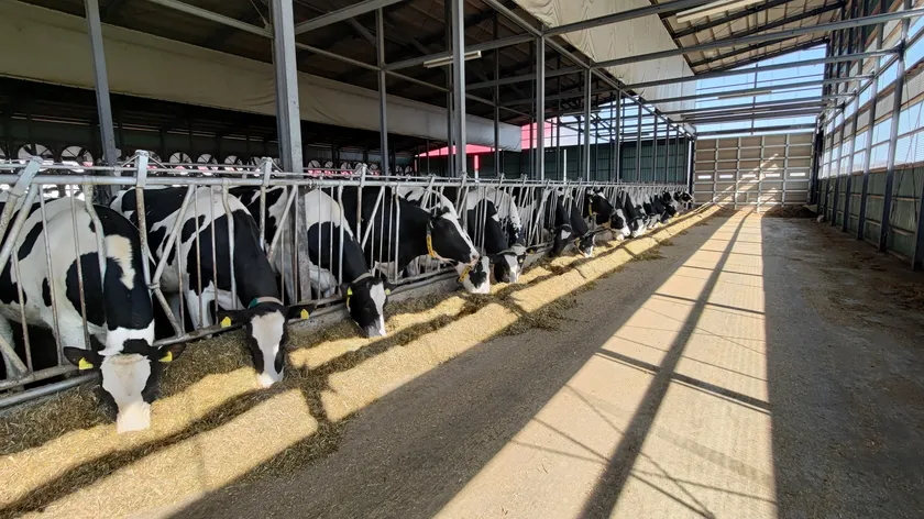 藤井牧場 麓郷ファーム牛群