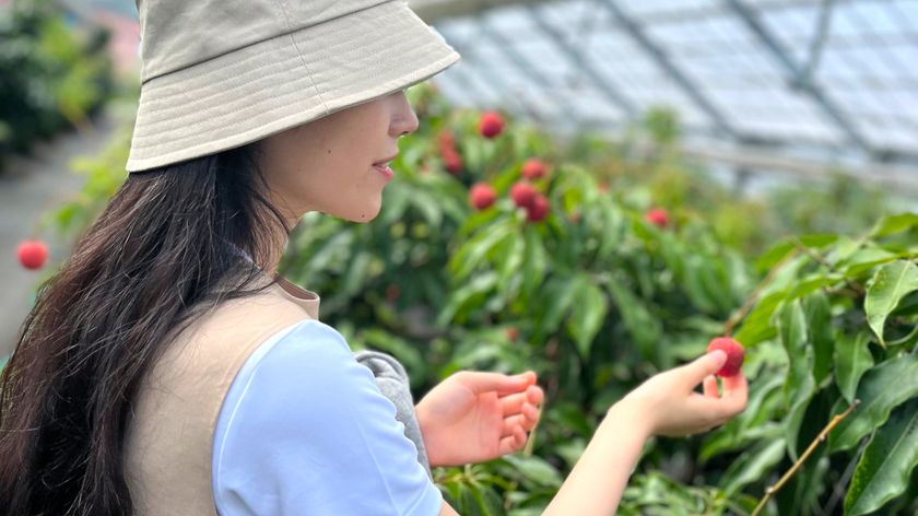 都心から60分の“ライチ狩り”！
国内わずか1％の希少な完熟果実、高級ブランド「千の葉ライチ」が
5月1日より予約受付を開始