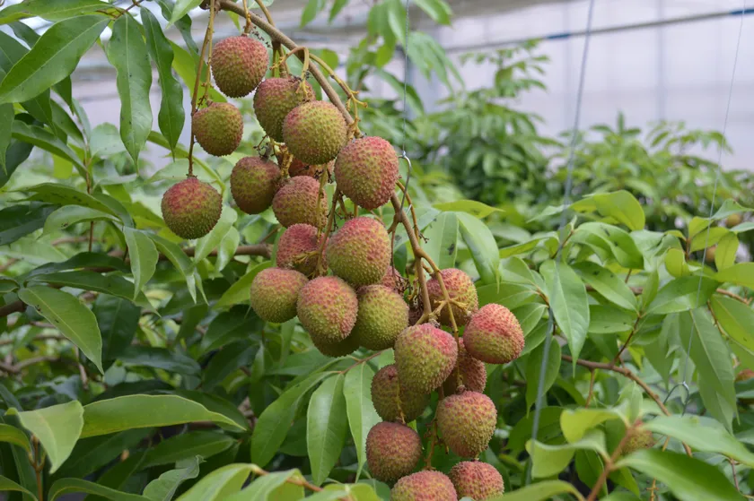玉荷包ライチ
