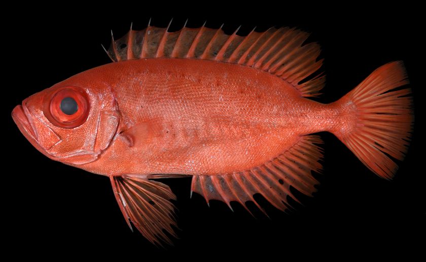 「アカネキントキ」は新種だった！
西太平洋からキントキダイ科魚類を新種記載
「Priacanthus starnesi」と命名
