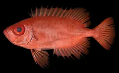 生鮮時のPriacanthus starnesi(アカネキントキ)のホロタイプ(標準体長154.8mm：鹿児島県産)