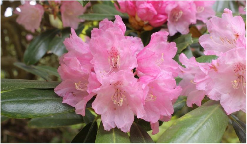 六甲高山植物園 ベストシーズン到来！
花木の王様 ツクシシャクナゲが見頃です