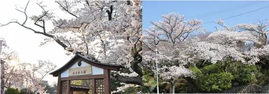 昨年度までの園内の桜