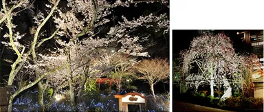 昨年度までの園内の桜（ライトアップ）