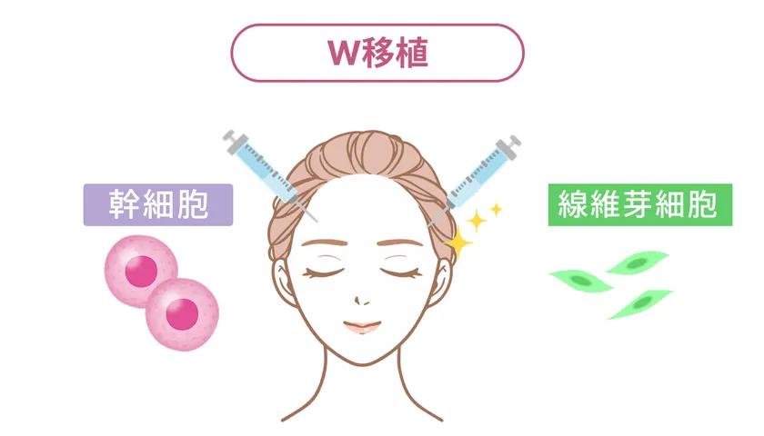 W移植治療イメージ