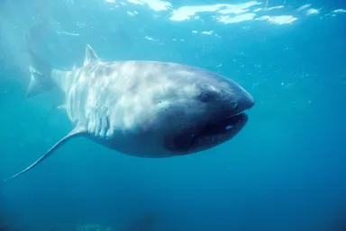 メガマウスザメ（写真）aflo