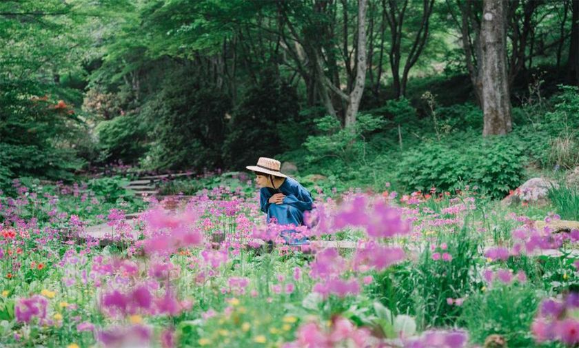 六甲高山植物園 花盛り！
大群落の「クリンソウ」が見頃です