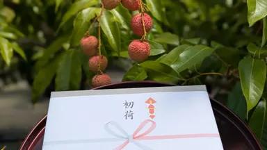 ライチ初荷の様子