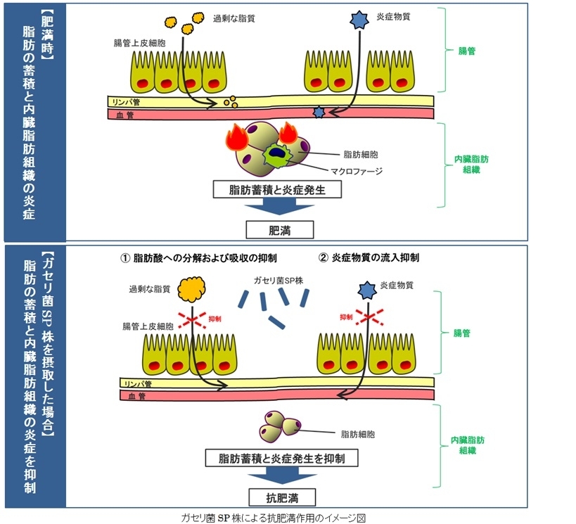 雪印メグミルク ガセリ菌sp株による抗肥満作用のメカニズム 雪印メグミルク株式会社のプレスリリース