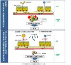 ガセリ菌SP株による抗肥満作用のイメージ図