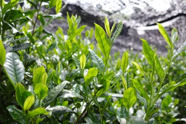 雷一茶では、一番茶のみを贅沢に使用
