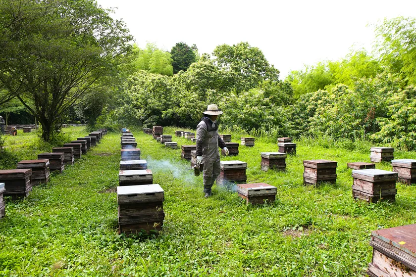 福岡県八女市の養蜂場