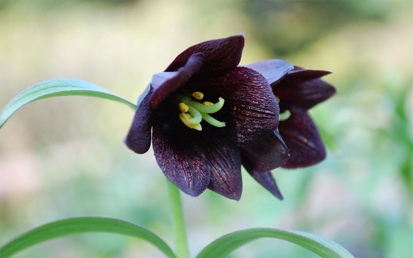 六甲高山植物園 高山植物が続々開花!
伝説の恋の花 クロユリが見頃です!