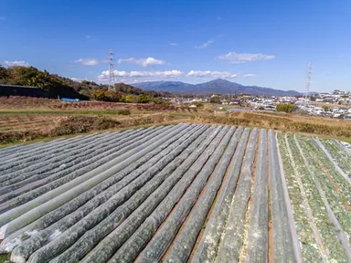 いかすの畑