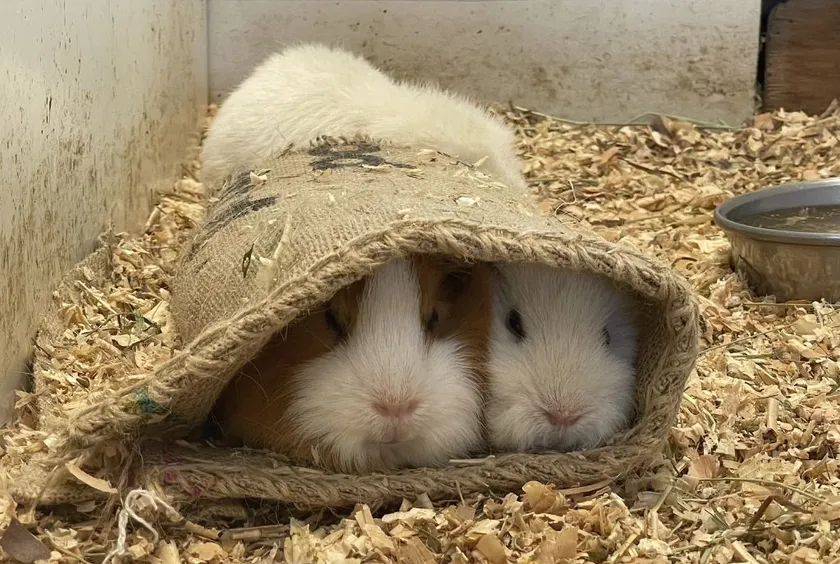 麻袋でくつろぐ動物たち