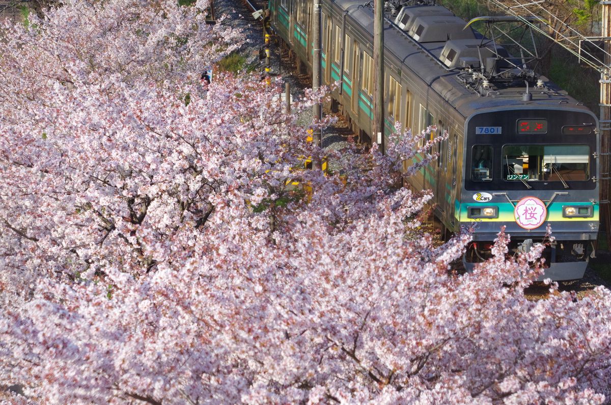 SLや電車、長瀞ラインくだりなど 秩父鉄道の魅力が伝わる写真を募集