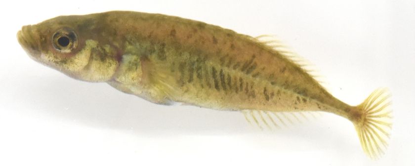学術上“存在しない魚”だった希少淡水魚ムサシトミヨ　
60年を経て、ついに「新種」として記載される