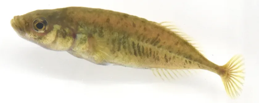生時のムサシトミヨPungitius nakamurai(Paratype、標準体長40.2 mm:さいたま水族館より寄贈)