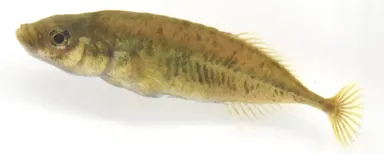 生時のムサシトミヨPungitius nakamurai(Paratype、標準体長40.2 mm：さいたま水族館より寄贈)