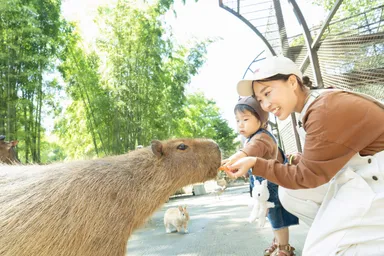 朝食後は、宿泊者様限定で開園前のサユリワールドをお楽しみいただけます