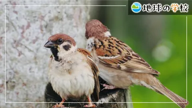 地球の学校ブログ_スズメが街から消えている？