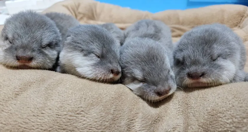 コツメカワウソさんの赤ちゃんたち