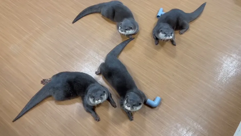 のんびりしているカワウソさん