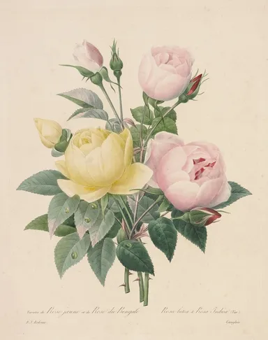 バラ(画像提供：コノサーズ・コレクション東京)