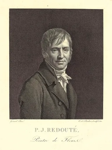 ルドゥーテ肖像画(画像提供：コノサーズ・コレクション東京)