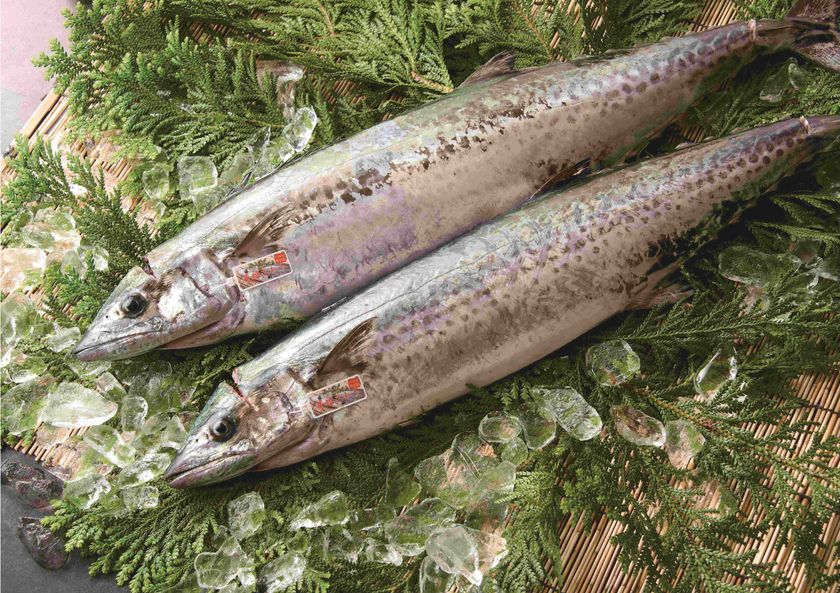「毎日の海が決める」
朝に獲れた旬の地魚を届ける「回転寿司 力丸」から
いまの時期にしか味わえない播磨の旬魚を紹介　
最高級ブランド魚「華姫さわら」も土日・数量限定販売