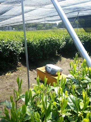 新芽にモーツァルトの楽曲を聞かせる