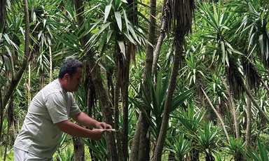 希少植物を求めて社長自ら世界各地へプラントハント。