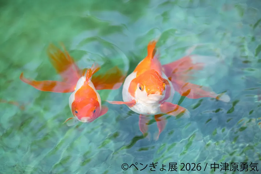 展示作品:中津原勇気 (1)