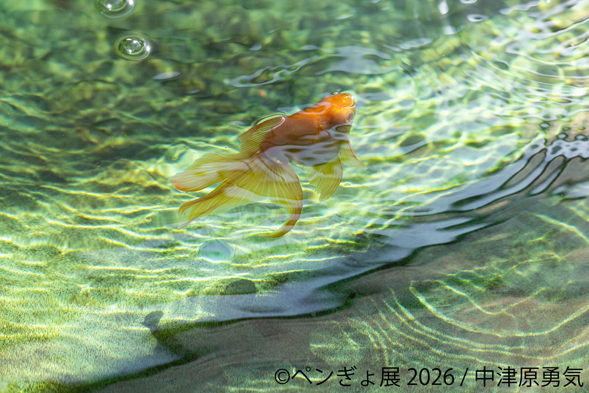 暑い夏に涼を届ける“ペンギン＆金魚”の癒やし作品が集結 「ペンぎょ展