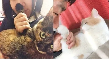 「社内の猫の飼い主による調査」