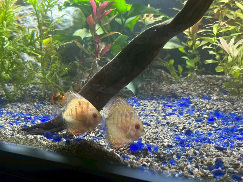 大型水槽のディスカス