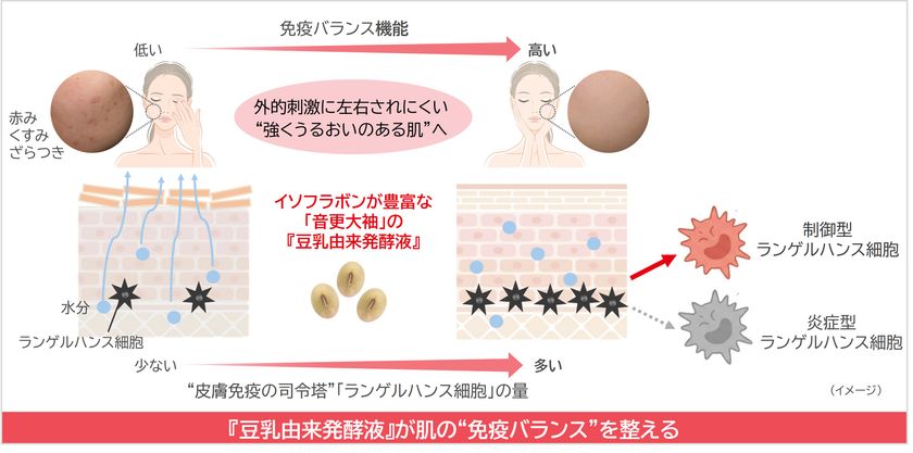 ノエビアグループ、北海道産丸大豆「音更大袖」の
『豆乳由来発酵液』が免疫バランスを整えることを解明