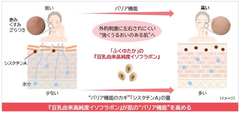 ノエビアグループ、九州産丸大豆「ふくゆたか」の
『豆乳由来高純度イソフラボン』が
肌のバリア機能を強化することを解明