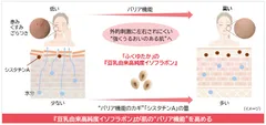 研究成果の概要