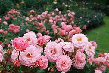  ローズウオーク(昨年の様子)