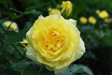  ローズウオーク(昨年の様子)