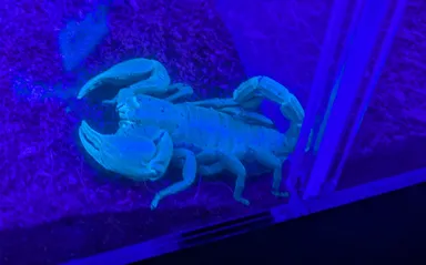 チャグロサソリ